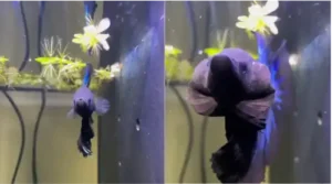 All About Betta Fish - Origin, History, and Normal Behaviors 4 Left betta fish before flare,
right betta fish after flare