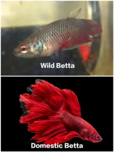 appearance of wild vs. domestic betta