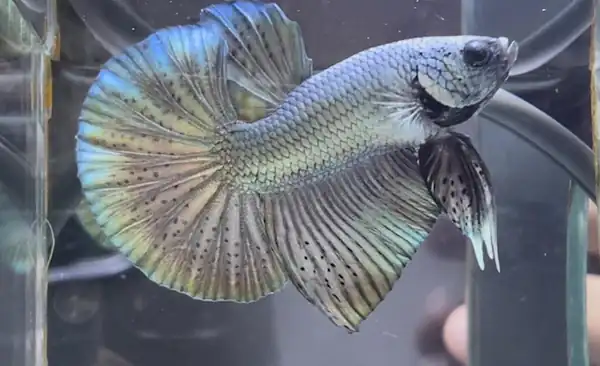 full mask copper supertail betta