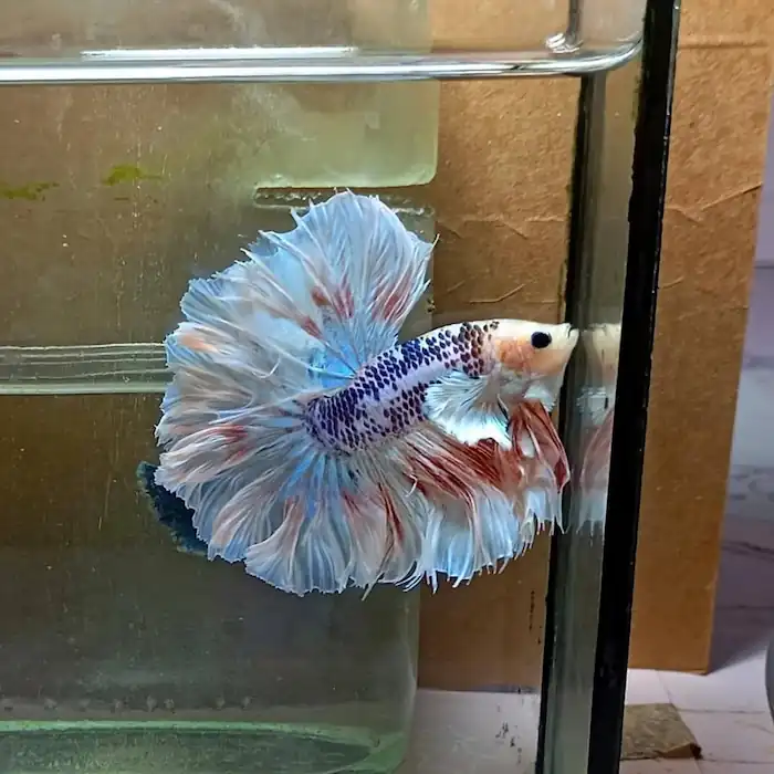 Grizzle dumbo ear rosetail betta 