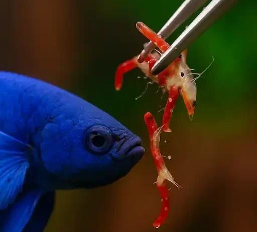 feeding betta bloodworms via tweezer