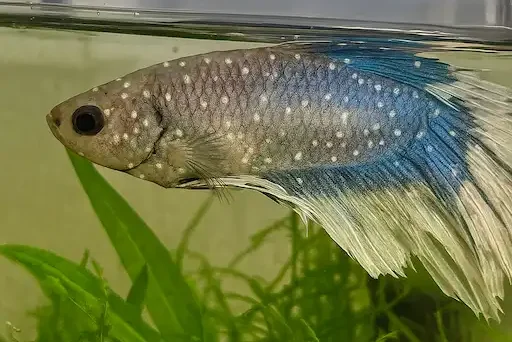 betta suffering from ich having white spots