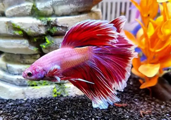 super delta tail betta