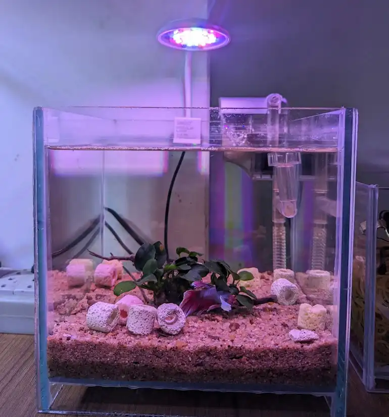 betta tank light
