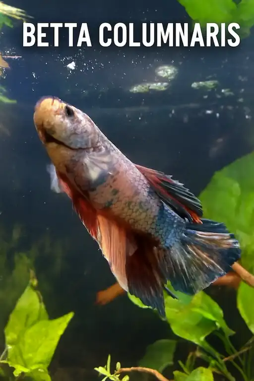 Betta Fish Columnaris 1 betta fish columnaris