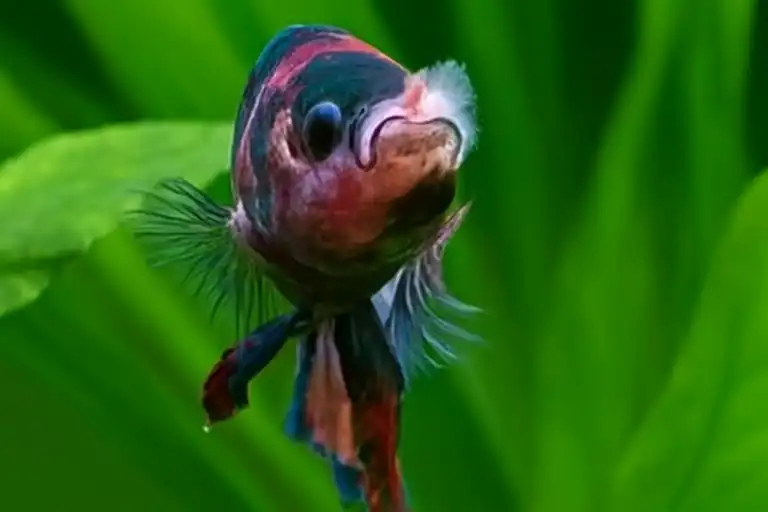 Betta Fungal Infections 1 betta suffering from fungal infection