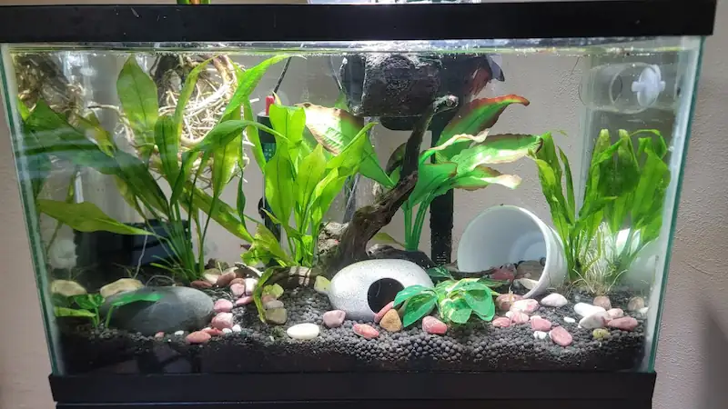 How to Clean A Betta Fish Tank 1 my self cleaned betta fish tank