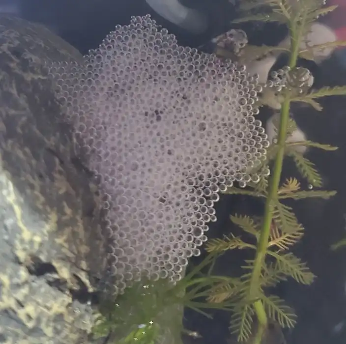 betta fish bubble nest in aquarium