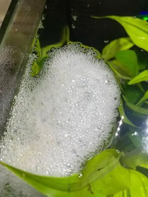 betta bubble nest in the form of clumps