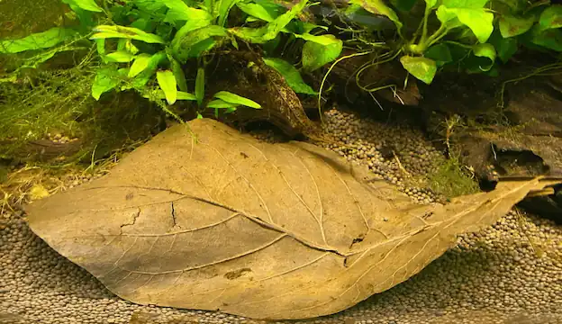 pH for Betta Fish 3 Indian almond leaves to lower the pH