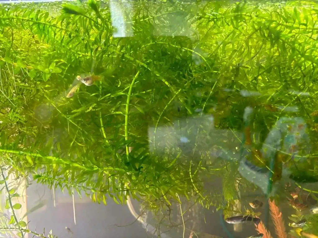 Anacharis betta aquarium plant