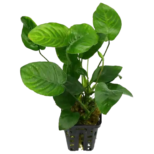 Anubias barteri aquarium plant