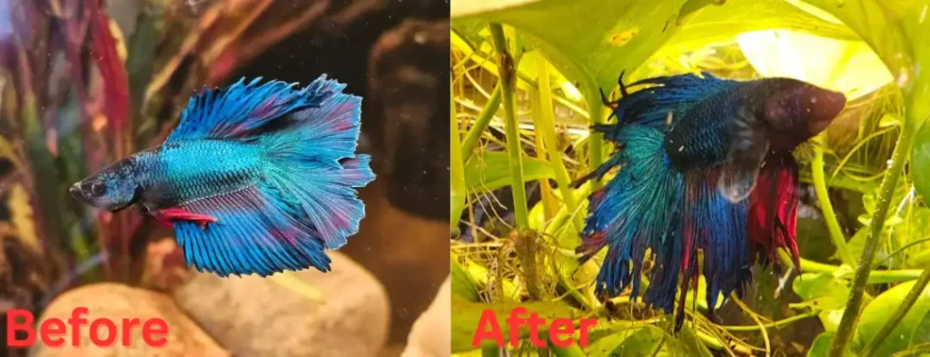 Betta fish before fin rot (left one) and after fin rot condition (right one)