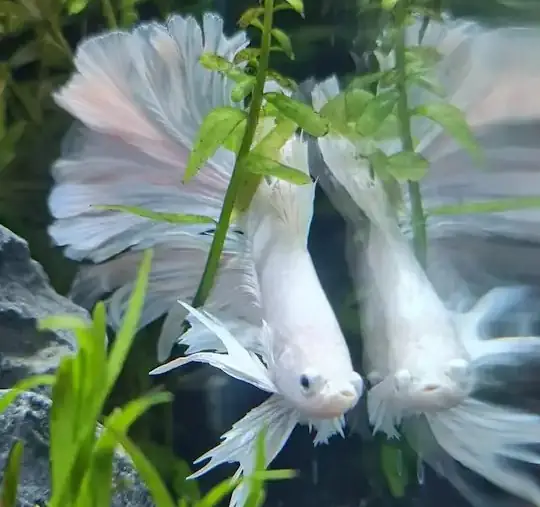 Betta in aquarium, resembling their natural habitat