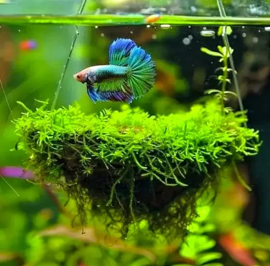 Decorated betta tank having betta swimming over the swing