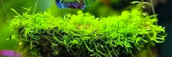 DIY Betta cave Decorated betta tank having betta swimming over the swing