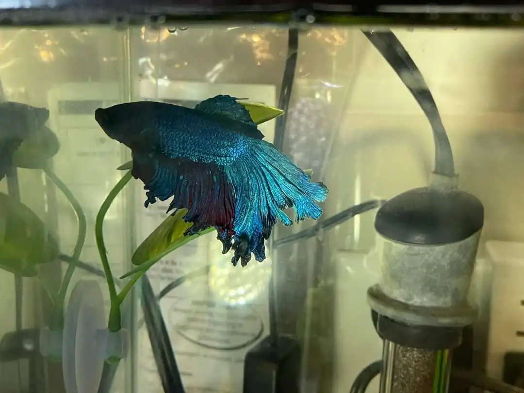 Betta suffering from fin rot at early stages