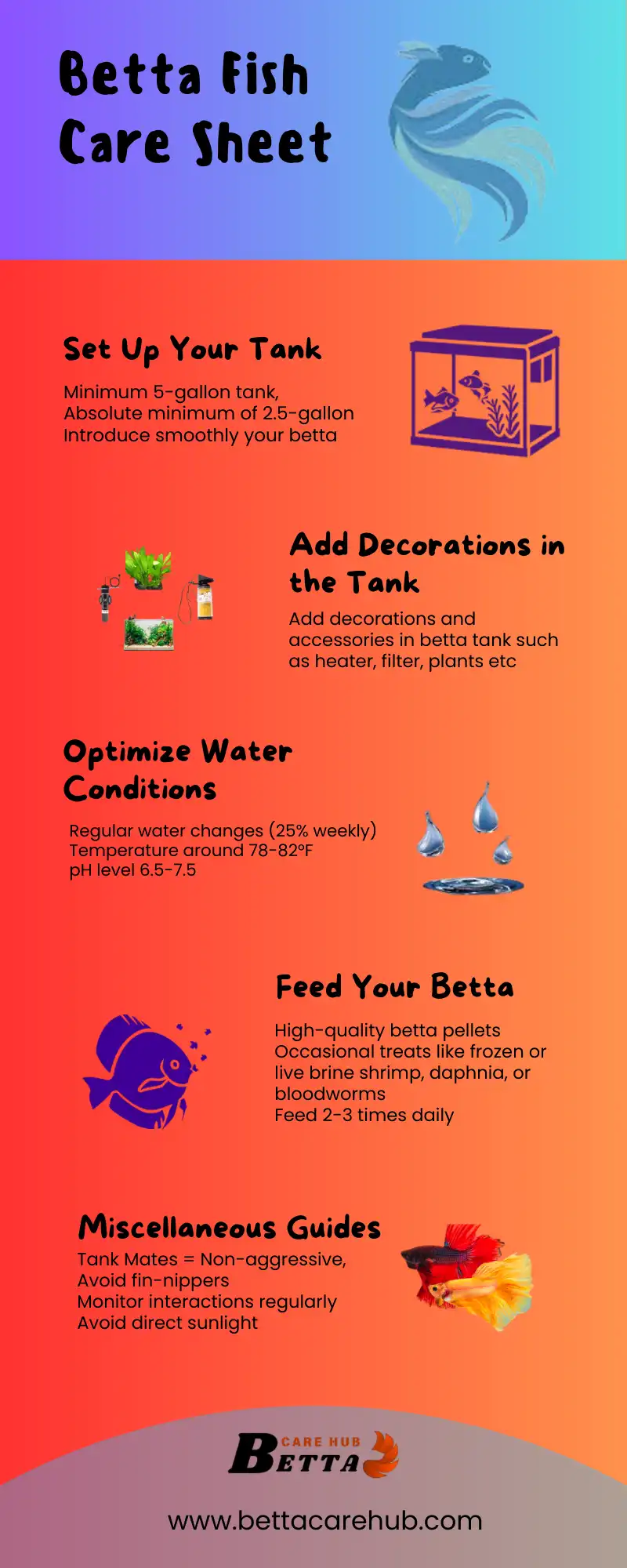 Betta fish care sheet