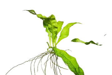 Java Fern betta aquarium plant