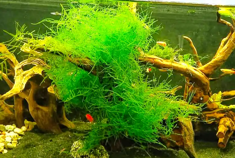 java moss for betta aquariums