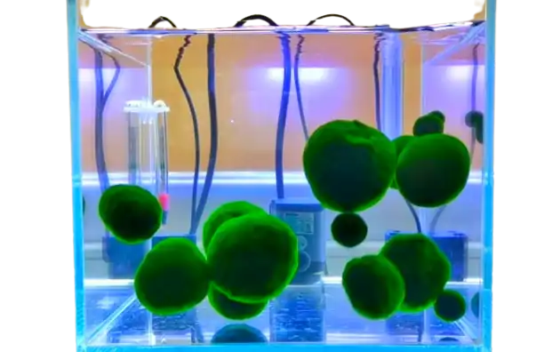 Marimo moss balls within jar