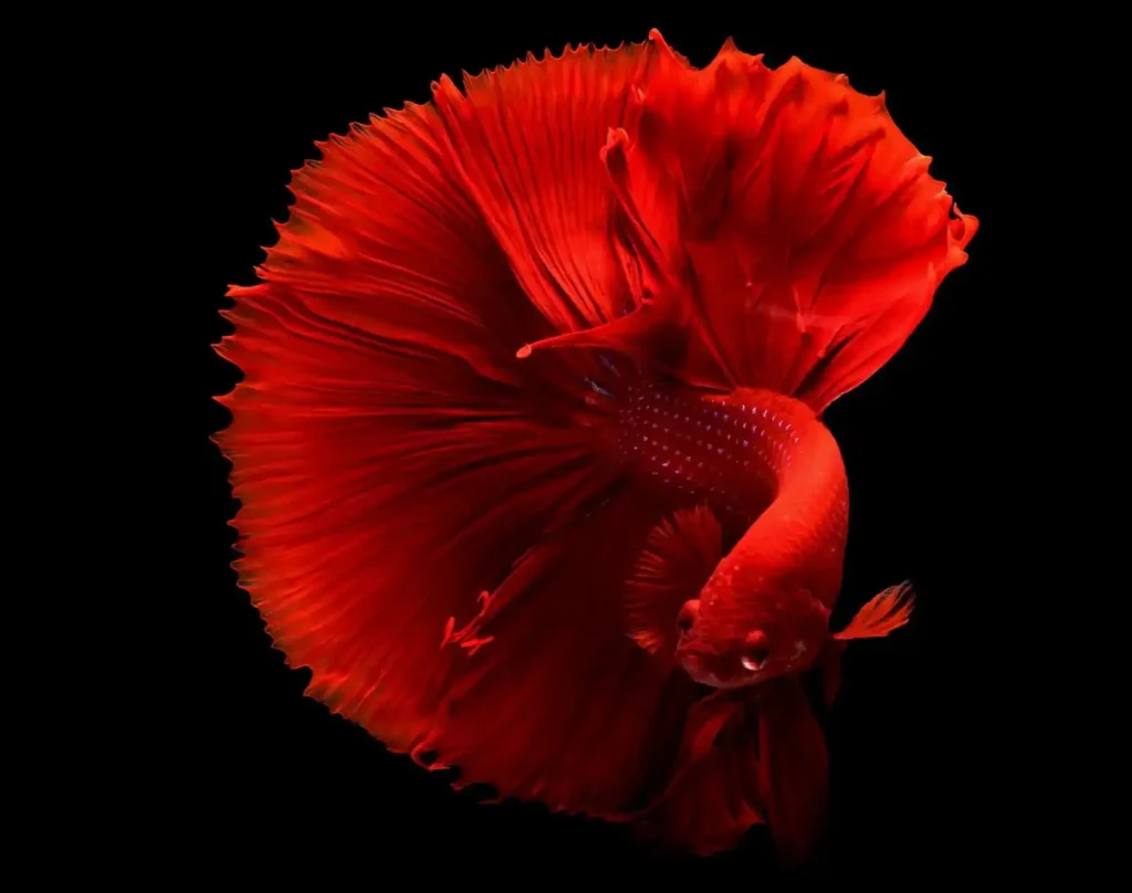 Red vibrant siamese fighting fish