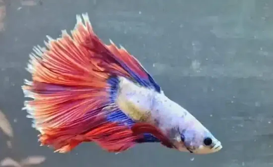 a sick betta fish with loss of color