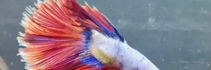 Sick betta fish a sick betta fish with loss of color