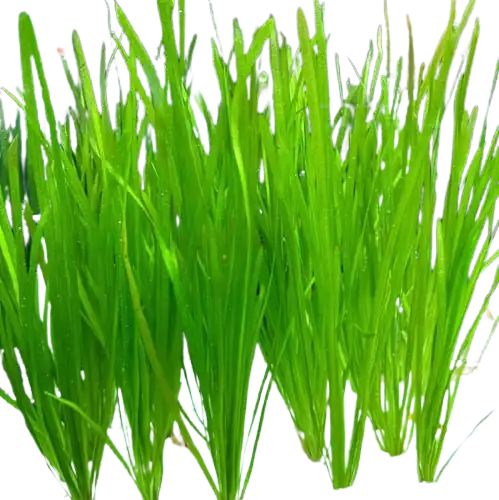 Vallisneria betta aquarium plant