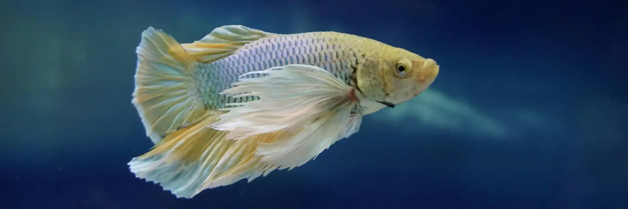 A blue mustard betta under water