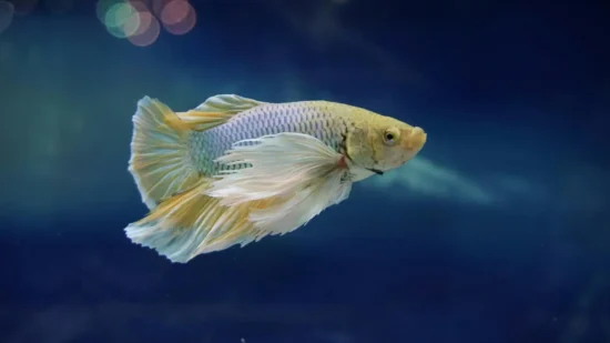 A blue mustard betta under water