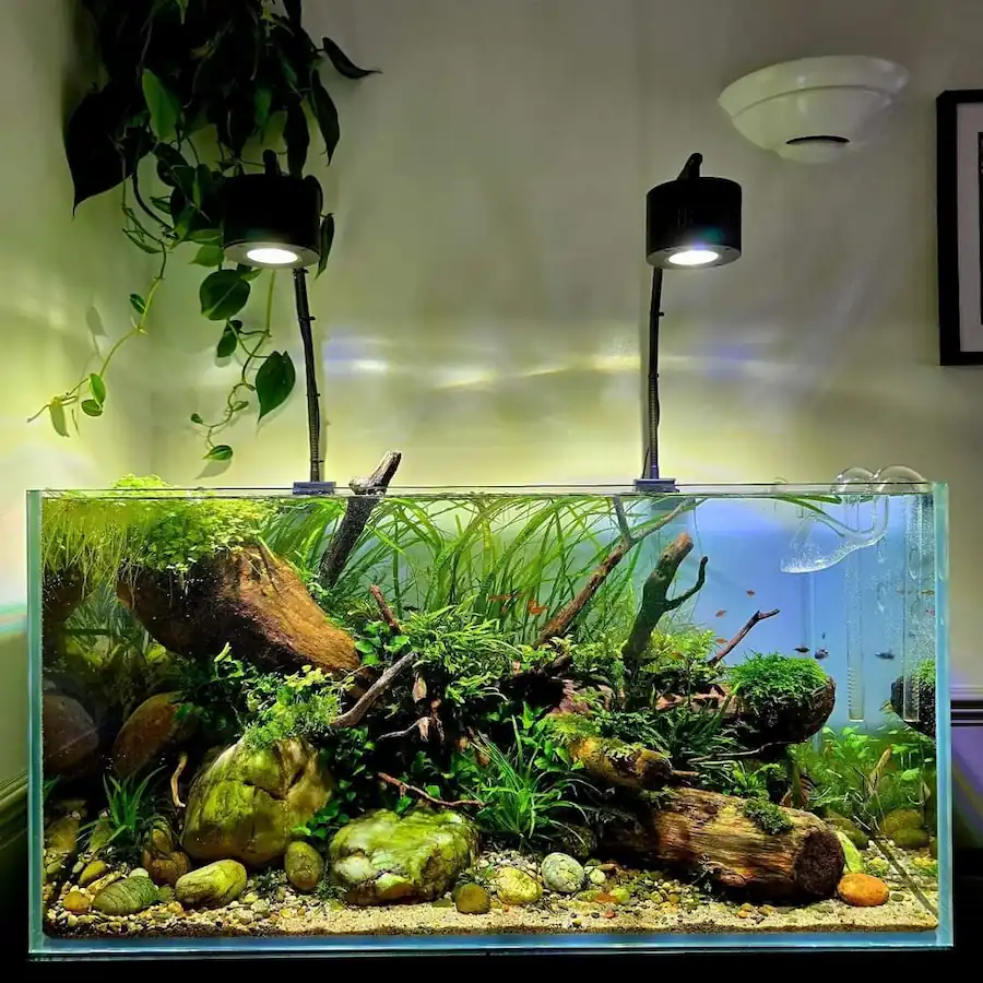 Decorated betta fish tank with overhead light