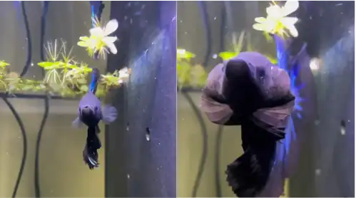 betta flare before and after snapshots