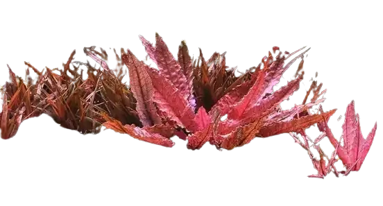 Cryptocoryne wendtii red