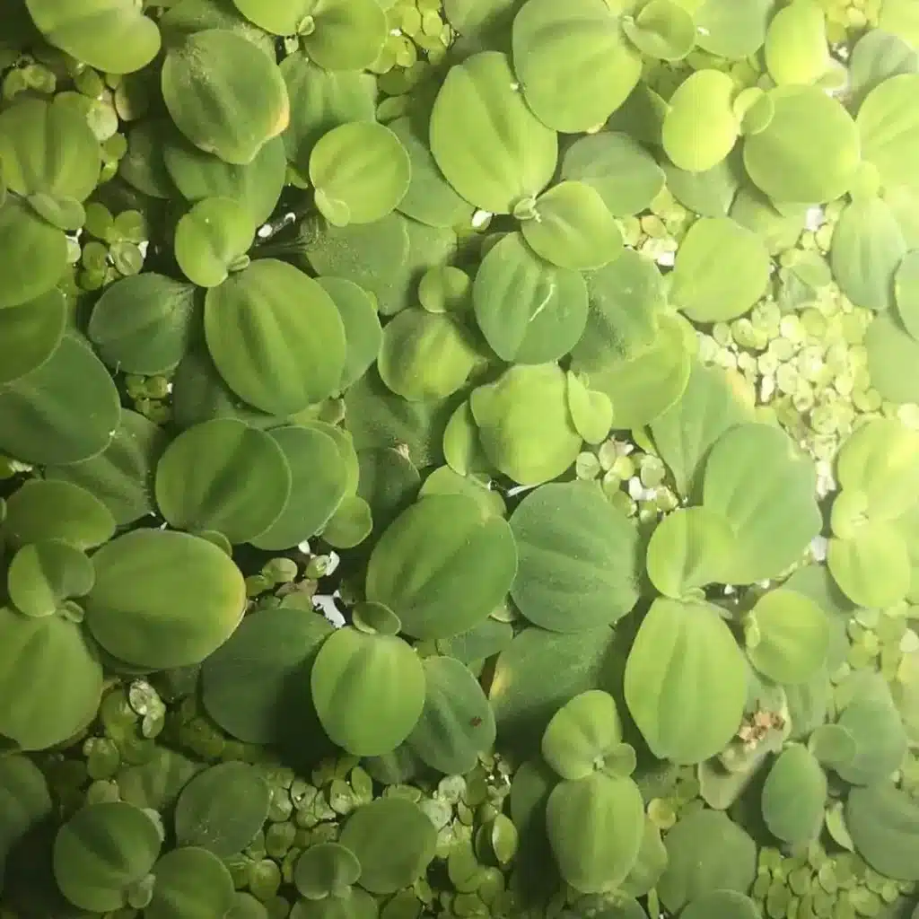 Dwarf water lettuce with green leaves