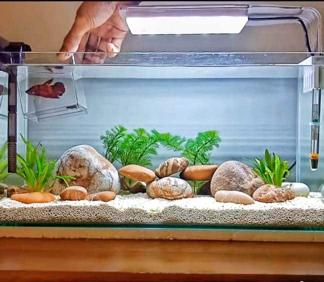 Betta tank with the container in which the betta was brought, floating on the surface of the water.