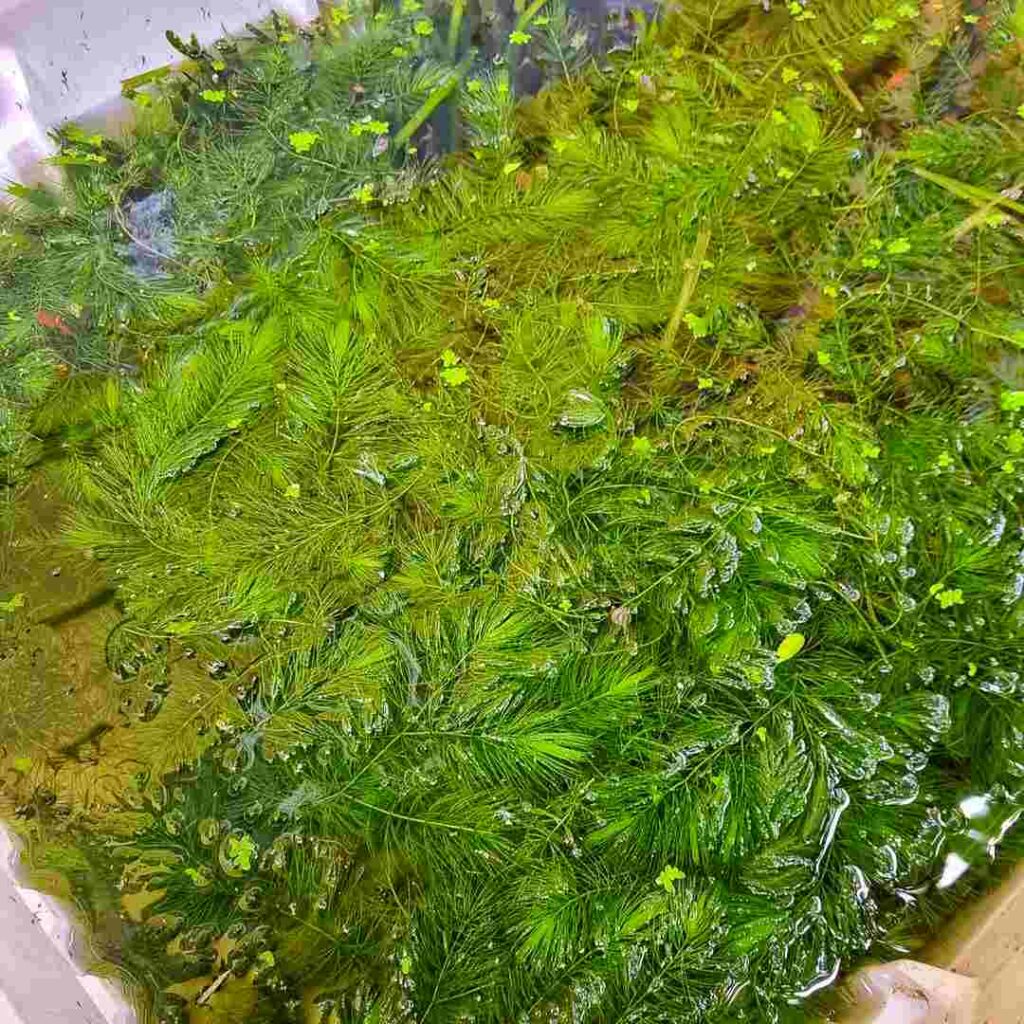 Hornwort floating aquarium plant with dark green leaves