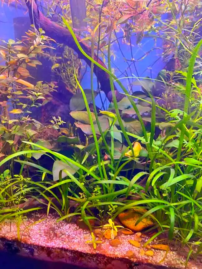 a fish tank having bunch of plants