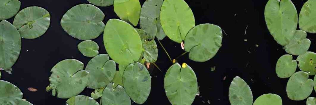 Leaves of pond lily floating aquarium plant