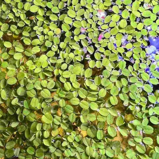 Floating Aquarium Plants 9 water spangles with green leaves