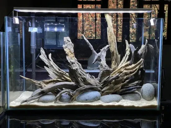 betta fish tank at the initial phase of setting up