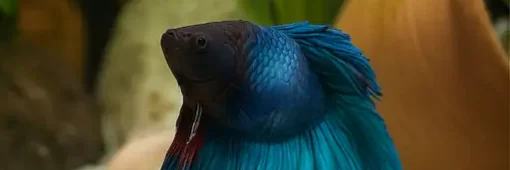 betta fish dropsy betta with swollen belly having dropsy