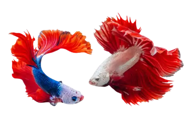 a pair of siamese fighting fish