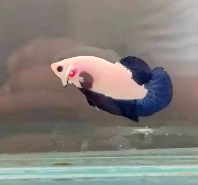 bi-color betta fish