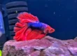 types of betta fish, blue-red betta fish
