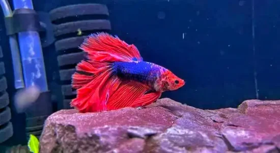 types of betta fish, blue-red betta fish