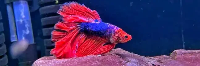 types of betta fish, blue-red betta fish