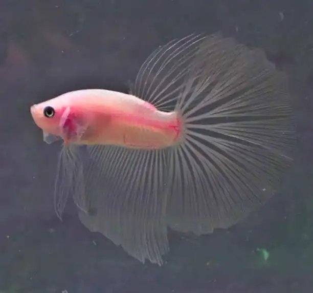 cellophane betta fish