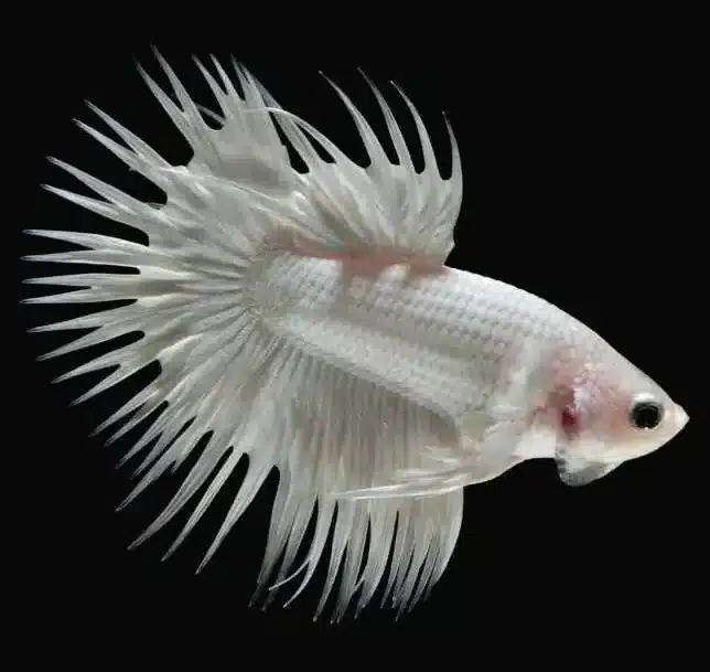 white color crown tail betta fish