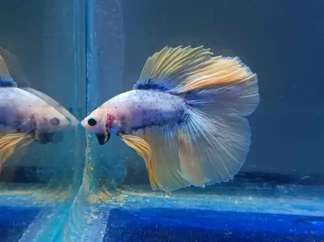 double tail betta fish